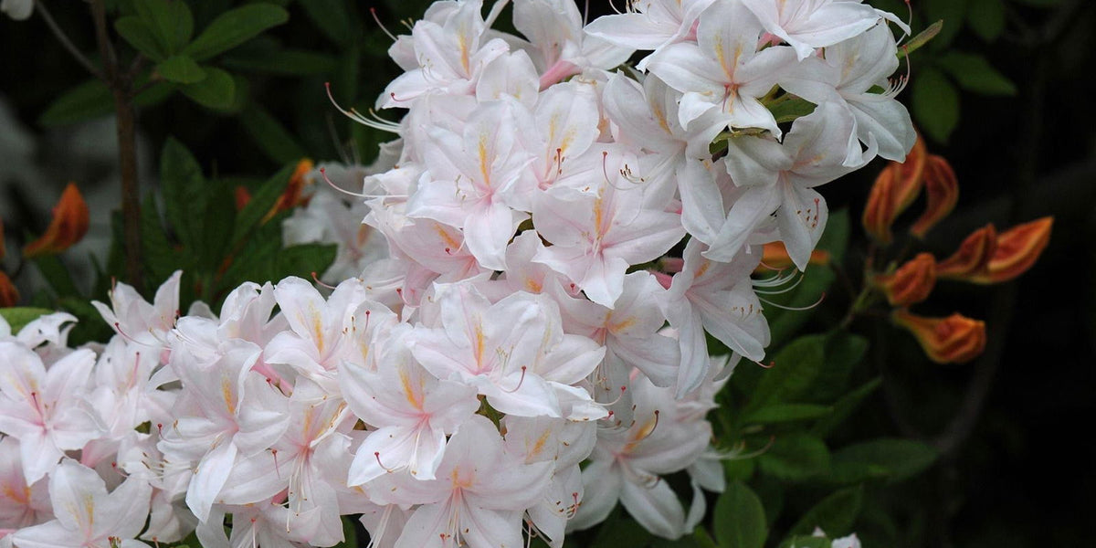 rhododendron white lights Buy Azalea 'White Lights' Pink Flowers Deciduous Azalea — Mr Maple │ Buy  Japanese Maple Trees