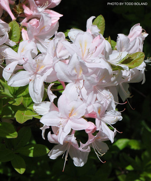 - Azalea 'White Lights’ White Flowers Deciduous Azalea - Mr Maple │ Buy Japanese Maple Trees