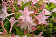 - Azalea 'Winnie B' Azalea Native - Mr Maple │ Buy Japanese Maple Trees