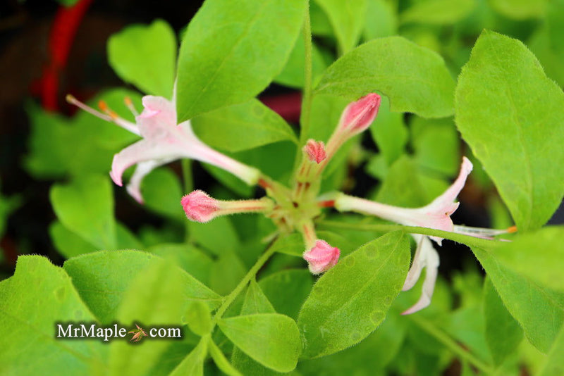 - Azalea 'Winnie B' Azalea Native - Mr Maple │ Buy Japanese Maple Trees