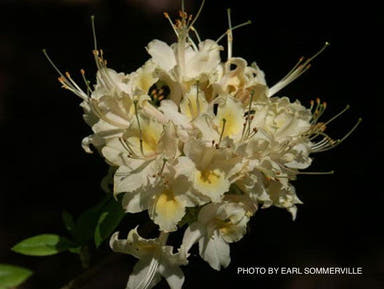 - Azalea 'Yellow Alabamense’ Yellow Native Azalea - Mr Maple │ Buy Japanese Maple Trees