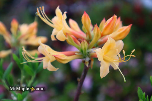 - Azalea 'Yellow Delight’ Yellow Native Coastal Azalea - Mr Maple │ Buy Japanese Maple Trees