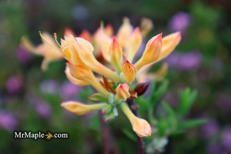 - Azalea 'Yellow Delight’ Yellow Native Coastal Azalea - Mr Maple │ Buy Japanese Maple Trees