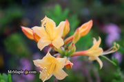 - Azalea 'Yellow Delight’ Yellow Native Coastal Azalea - Mr Maple │ Buy Japanese Maple Trees