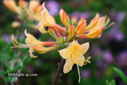 - Azalea 'Yellow Delight’ Yellow Native Coastal Azalea - Mr Maple │ Buy Japanese Maple Trees