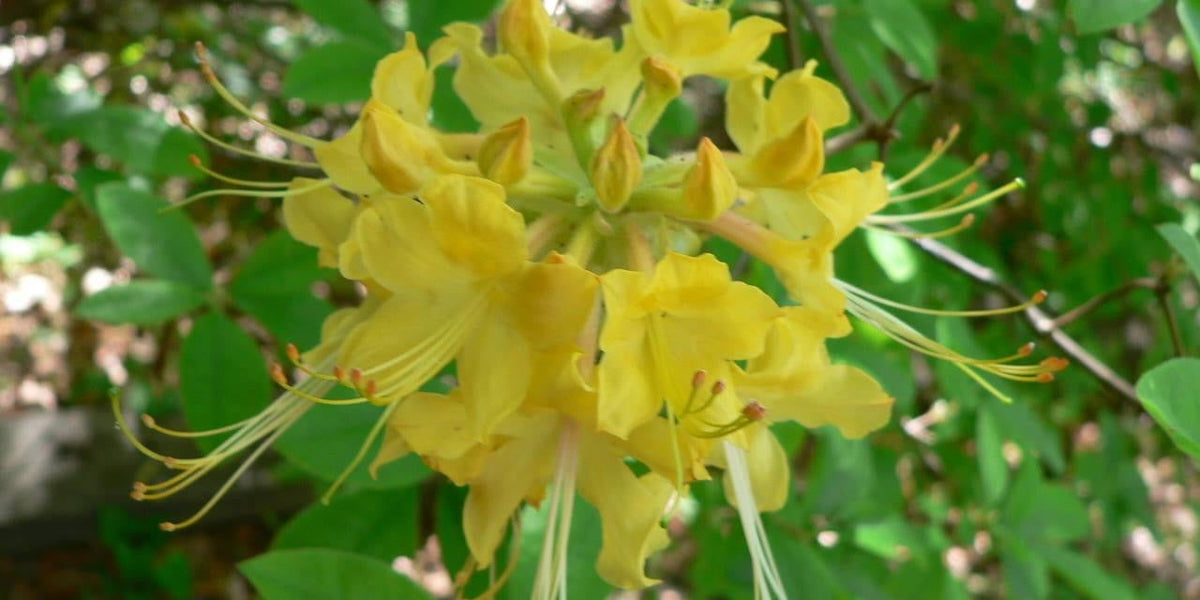 Buy Rhododendron austrinum 'Yellow River' Native Azalea — Mr Maple │ Buy  Japanese Maple Trees