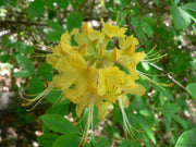 - Azalea 'Yellow River' Native Azalea - Mr Maple │ Buy Japanese Maple Trees