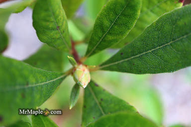 - Azalea 'Yellow River' Native Azalea - Mr Maple │ Buy Japanese Maple Trees