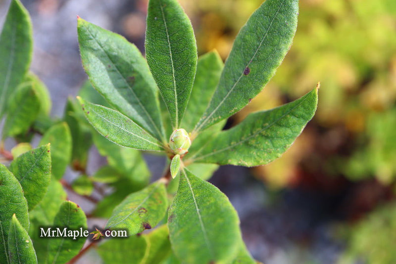 - Azalea 'Yellow River' Native Azalea - Mr Maple │ Buy Japanese Maple Trees