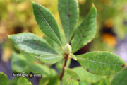 - Azalea 'Yellow River' Native Azalea - Mr Maple │ Buy Japanese Maple Trees