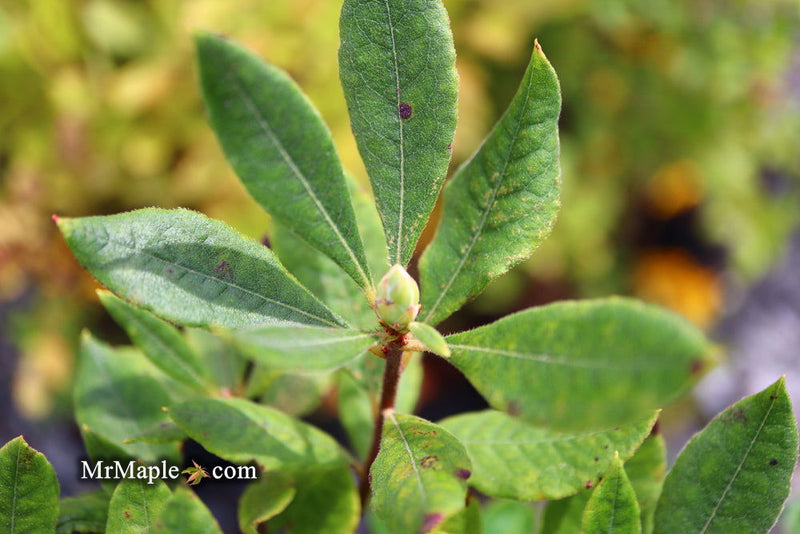 - Azalea 'Yellow River' Native Azalea - Mr Maple │ Buy Japanese Maple Trees