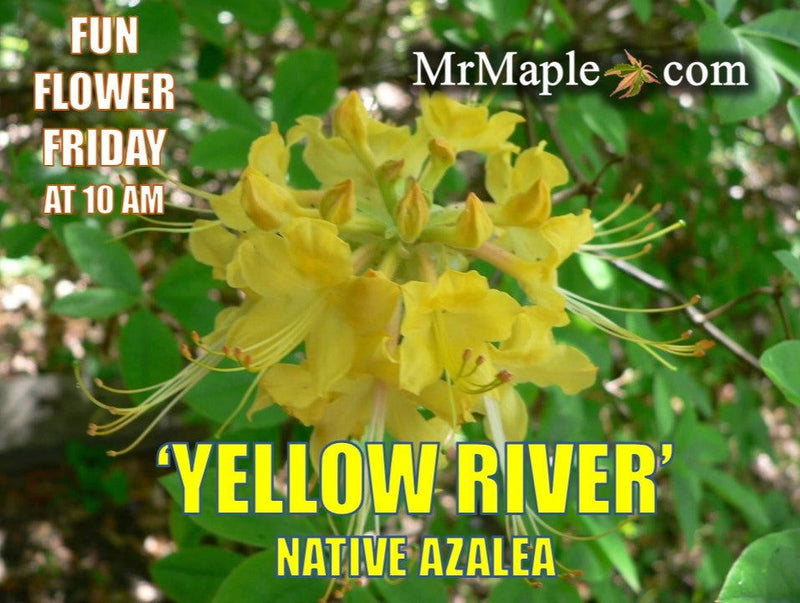 - Azalea 'Yellow River' Native Azalea - Mr Maple │ Buy Japanese Maple Trees