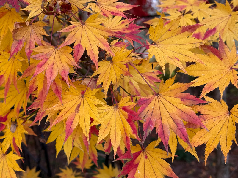 Acer shirasawanum 'Jordan' Golden Full Moon Japanese Maple