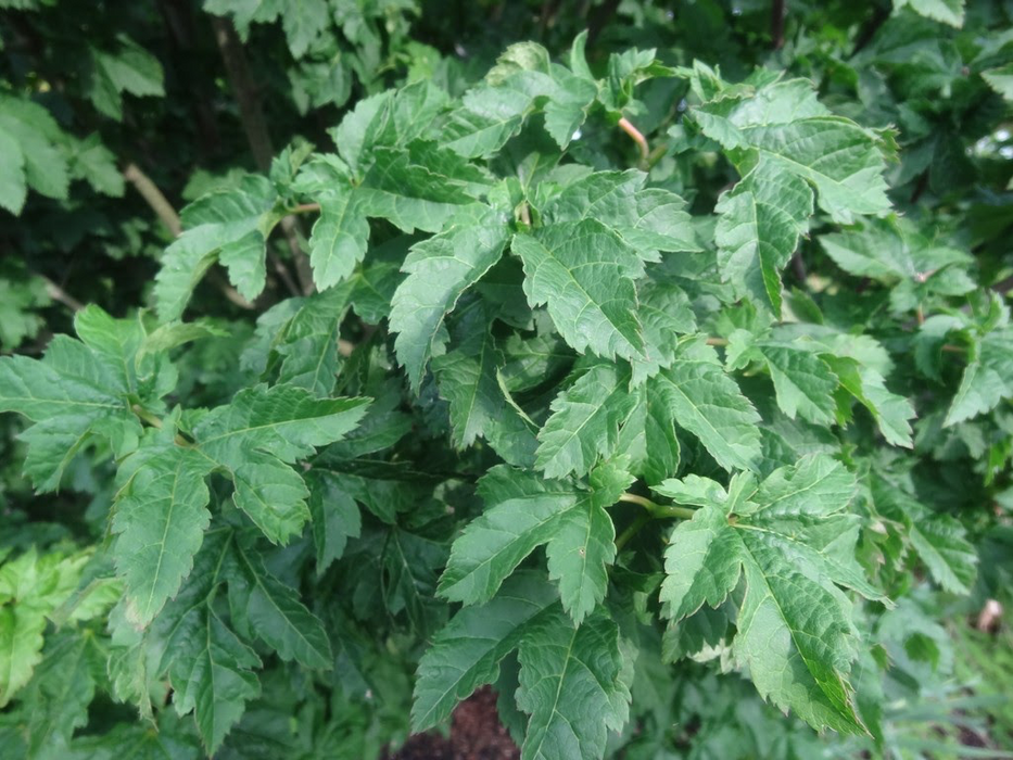 Acer circinatum 'Pacific Sprite' Dwarf Japanese Maple