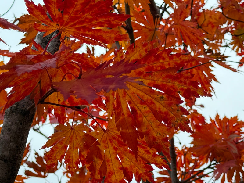 Acer japonicum 'Yama kage' Mountain Shadows Full Moon Japanese Maple