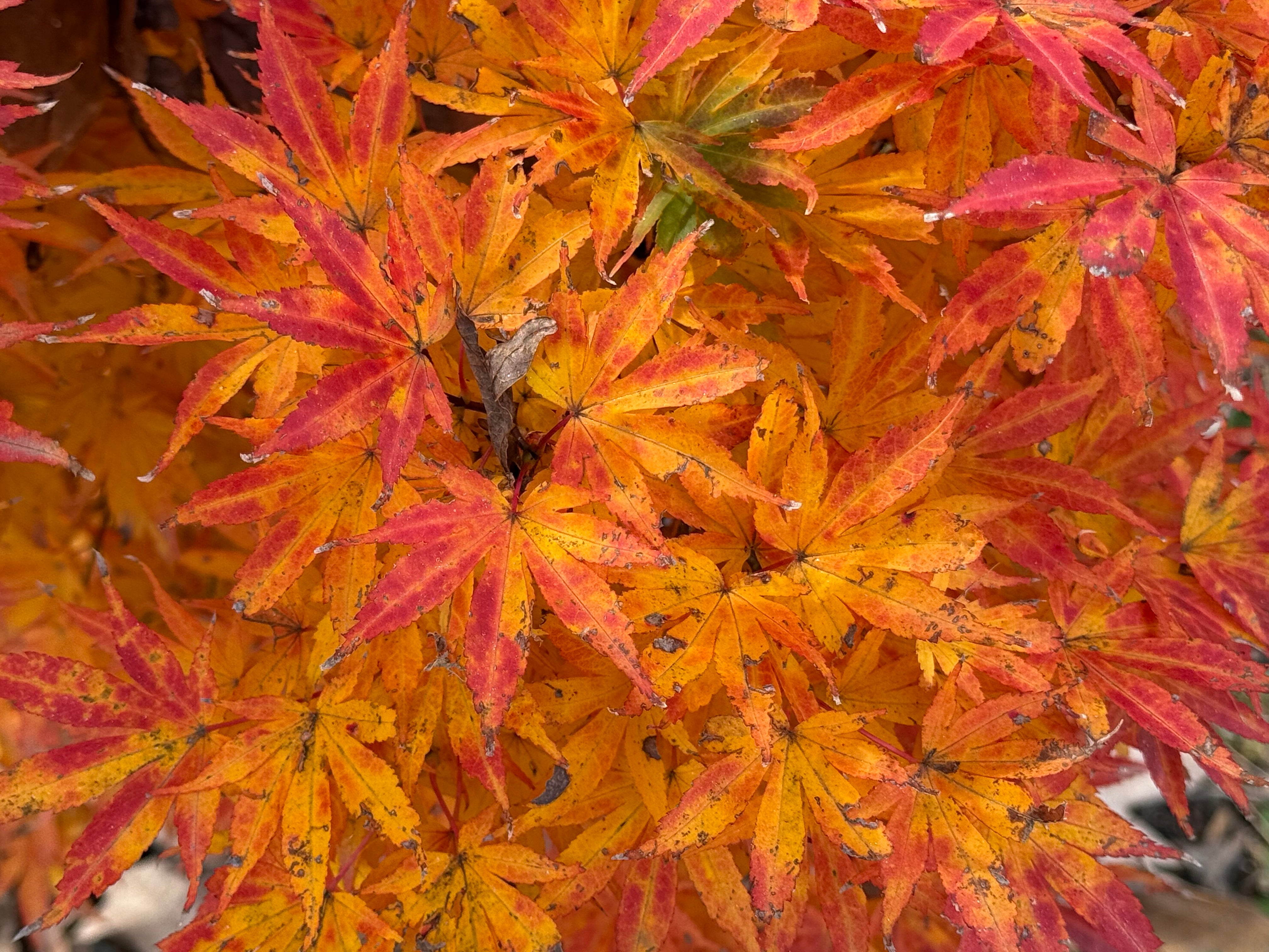 Buy Acer palmatum 'Holy Sister Lucia' Dwarf Japanese Maple — Mr