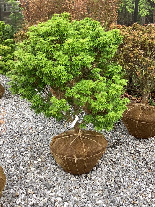 FOR PICKUP ONLY | Acer palmatum 'Sharp's Pygmy' Dwarf Japanese Maple | DOES NOT SHIP