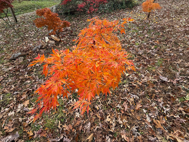 Acer palmatum 'Elwha' Japanese Maple