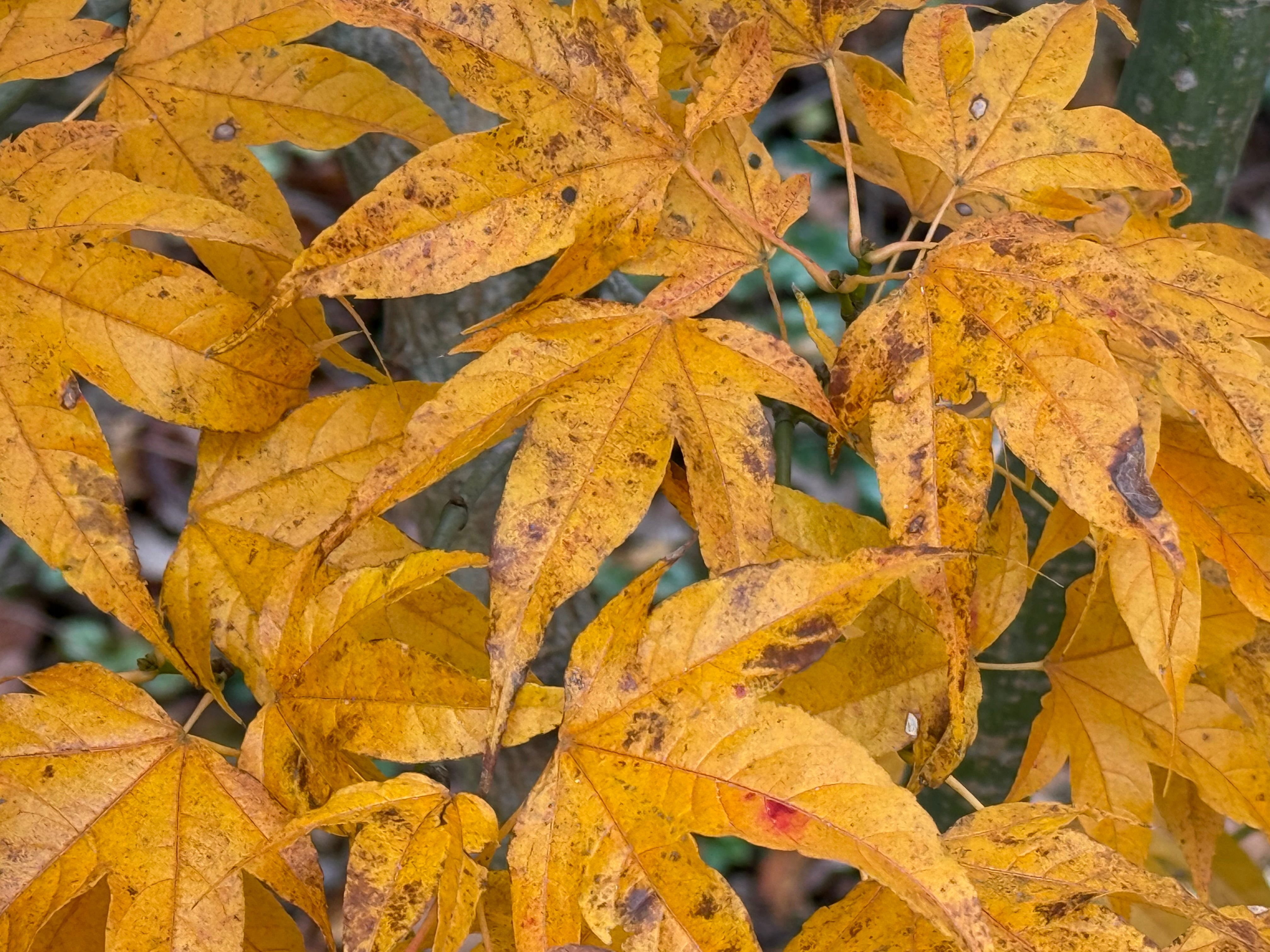 Buy Acer palmatum x 'Giganteum' Japanese Maple — Mr Maple │ Buy