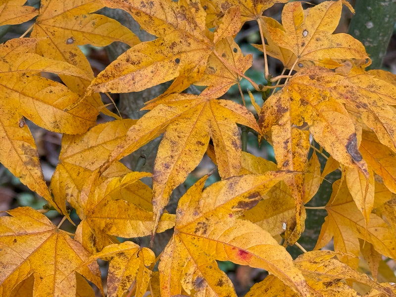 Acer palmatum x 'Giganteum' Japanese Maple