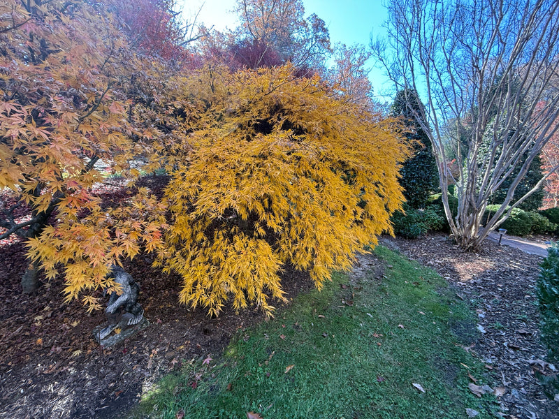 Acer palmatum 'Viridis' Japanese Maple
