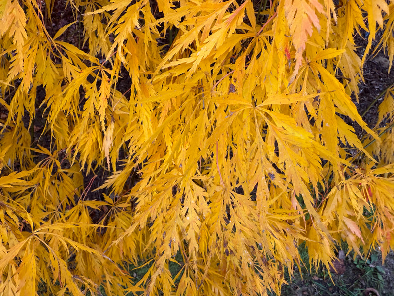 Acer palmatum 'Viridis' Japanese Maple