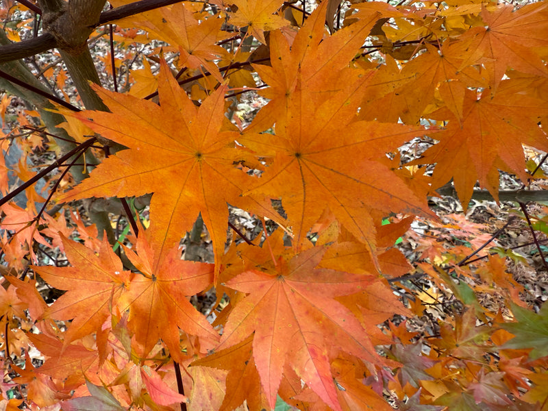 Acer robustum Rare Chinese Maple