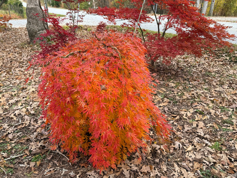 Acer palmatum 'Fountain of Youth' Japanese Maple