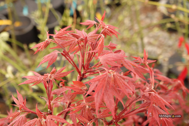 Acer palmatum 'Babe's Dwarf' Japanese Maple