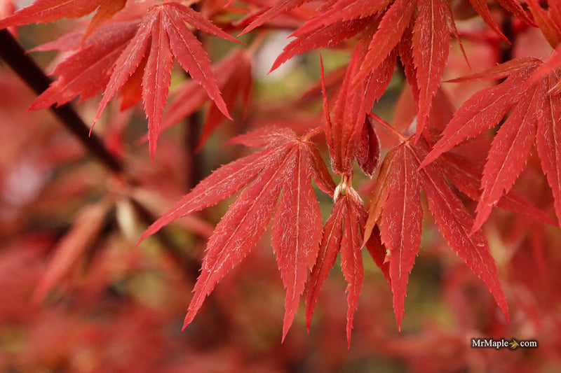 Acer palmatum 'Babe's Dwarf' Japanese Maple