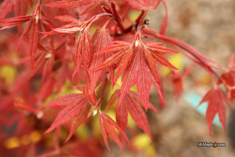 Acer palmatum 'Babe's Dwarf' Japanese Maple