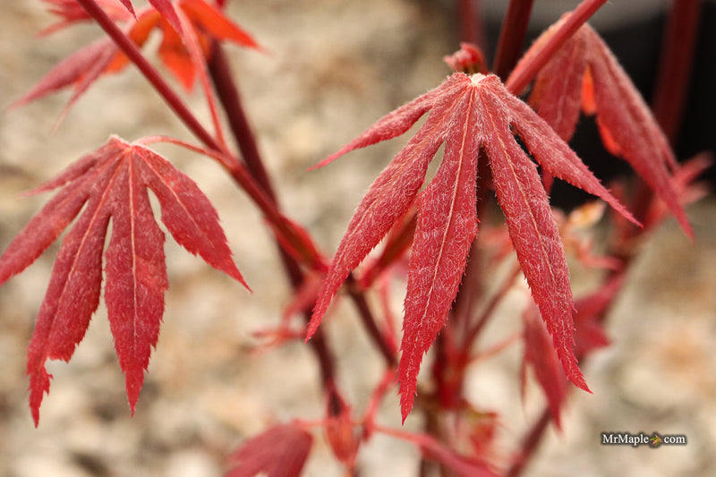 Acer palmatum 'Babe's Dwarf' Japanese Maple