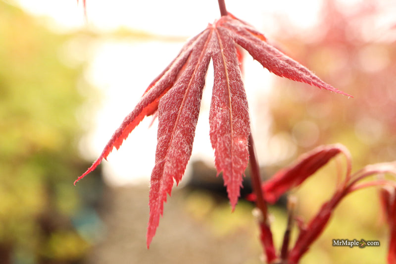 Acer palmatum 'Babe's Dwarf' Japanese Maple