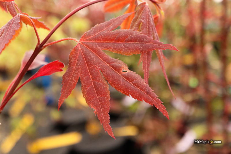 Acer palmatum 'Babe's Dwarf' Japanese Maple