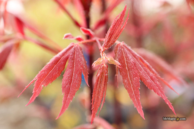 Acer palmatum 'Babe's Dwarf' Japanese Maple
