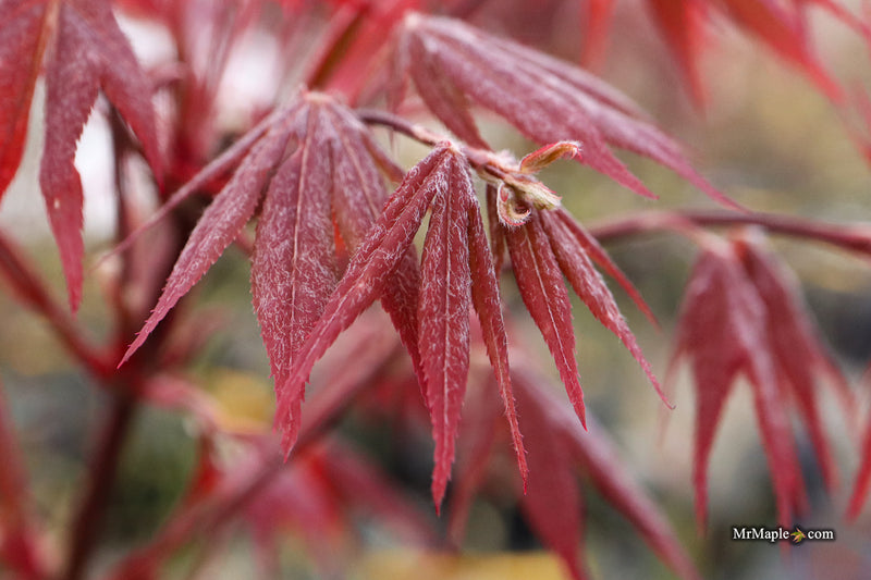 Acer palmatum 'Babe's Dwarf' Japanese Maple