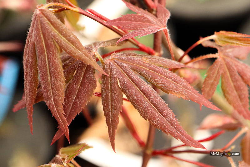 Acer palmatum 'Babe's Dwarf' Japanese Maple