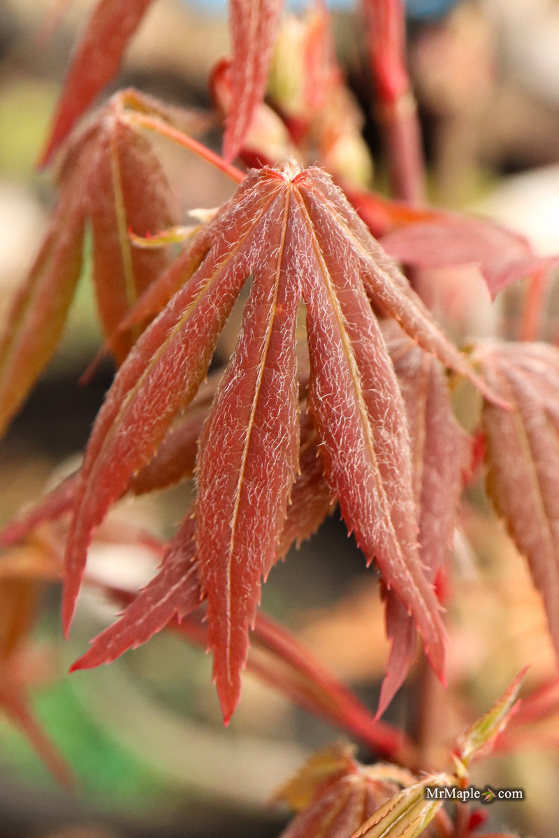 Acer palmatum 'Babe's Dwarf' Japanese Maple