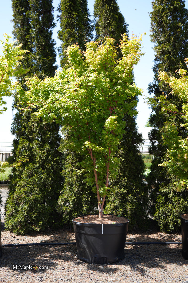 Acer palmatum 'Baton Rouge' Coral Bark Japanese Maple