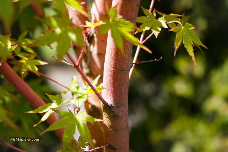 Acer palmatum 'Baton Rouge' Coral Bark Japanese Maple