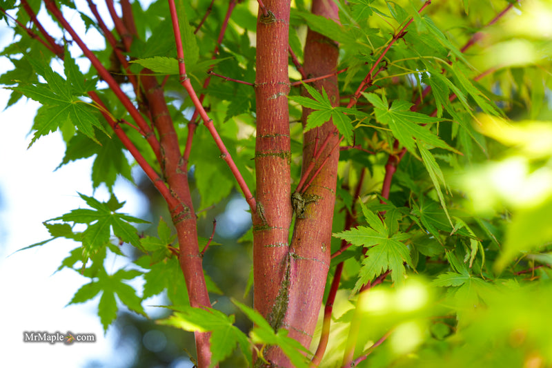 Acer palmatum 'Baton Rouge' Coral Bark Japanese Maple