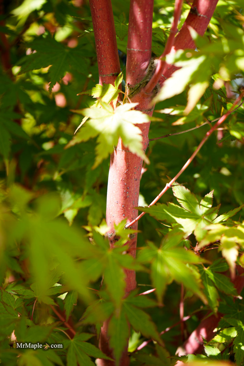 Acer palmatum 'Baton Rouge' Coral Bark Japanese Maple