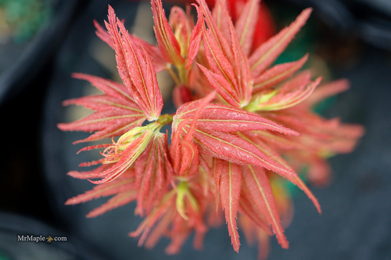 Acer palmatum 'Bazinga' Japanese Maple