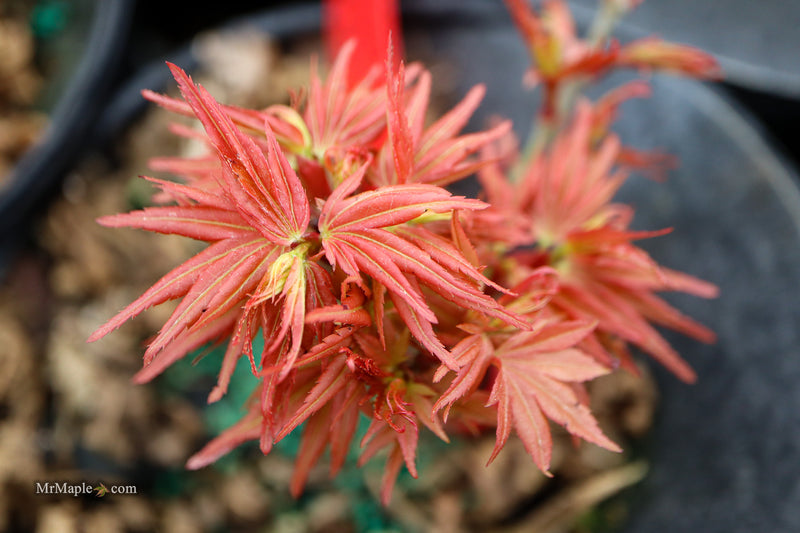 Acer palmatum 'Bazinga' Japanese Maple