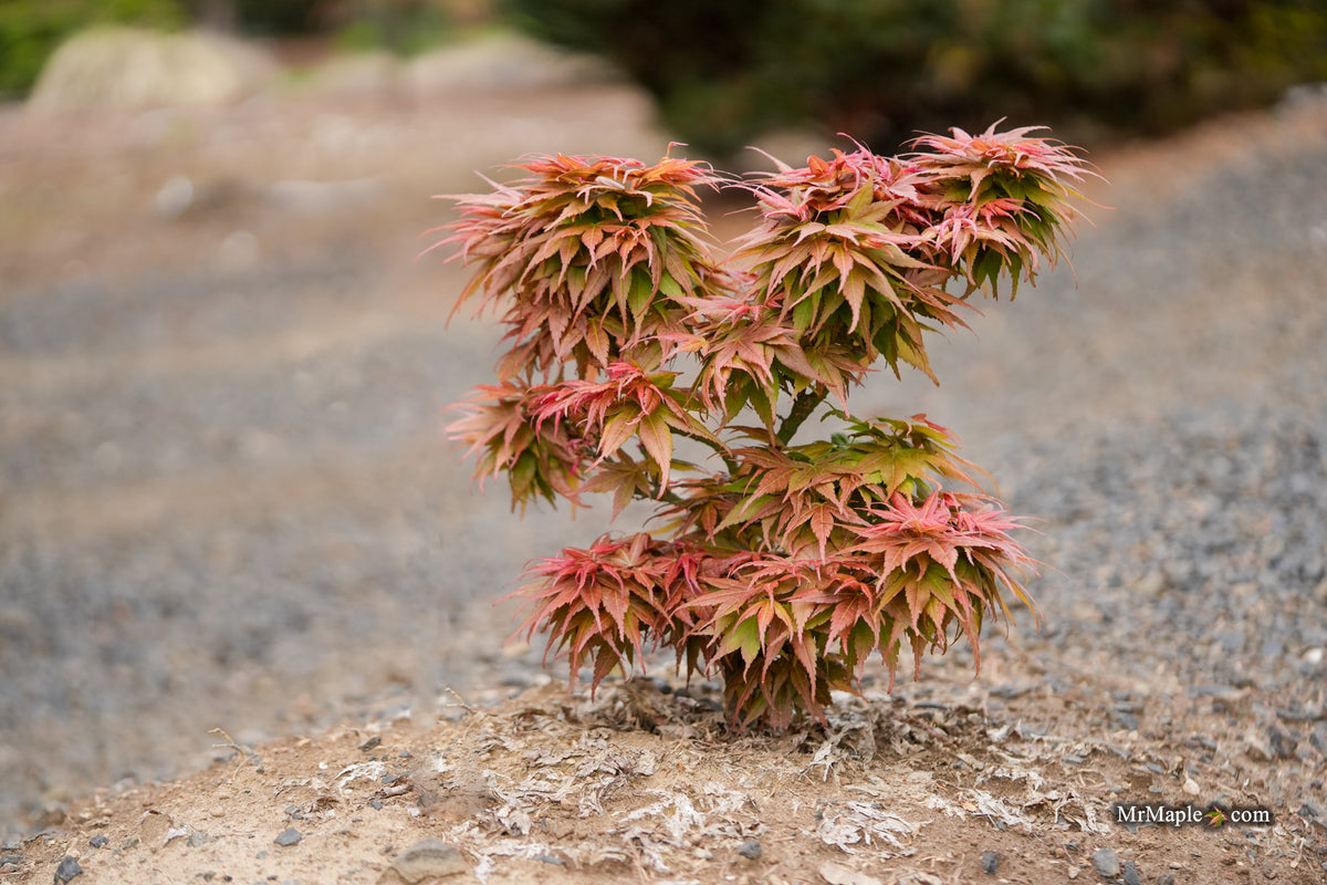mystic blue maple bonsai tree Buy Acer palmatum 'Bazinga' — Mr Maple │ Buy Japanese Maple Trees
