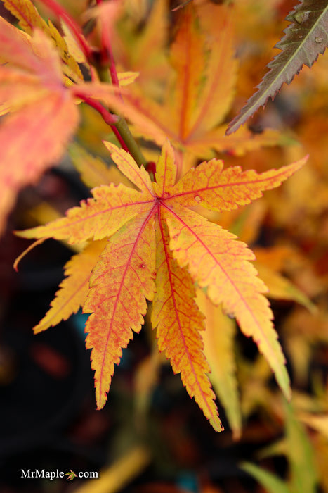 Acer palmatum 'Bella' Japanese Maple