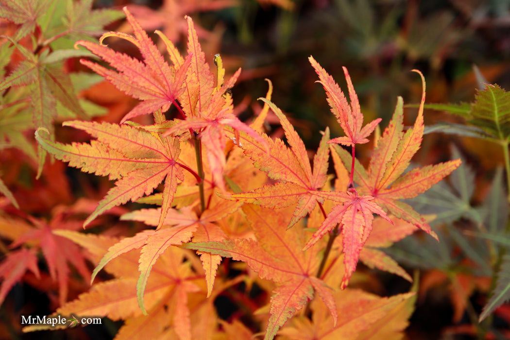 Acer palmatum 'Bella' Japanese Maple