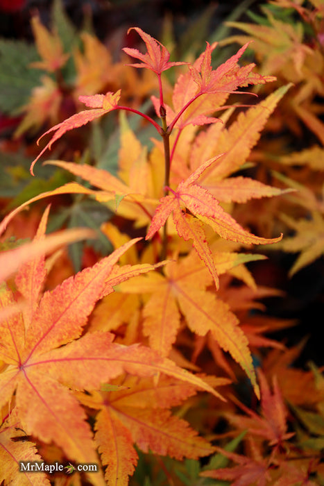 Acer palmatum 'Bella' Japanese Maple