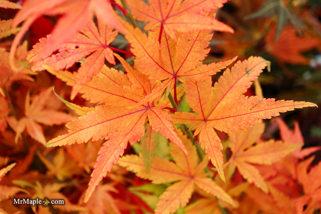 Acer palmatum 'Bella' Japanese Maple