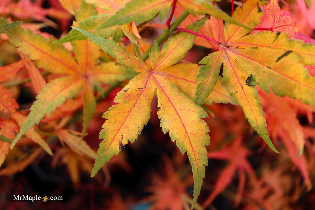 Acer palmatum 'Bella' Japanese Maple